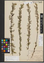 Foto von Salix purpurea L. x Salix repens subsp. rosmarinifolia (L.) Andersson